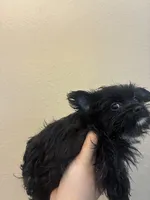 Toby, a male Pomeranian and Yorkshire Terrier for sale in Victorville, CA – 2 of 2