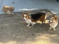 Kira , a female Pembroke Welsh Corgi for sale in Victorville, CA – 3 of 4