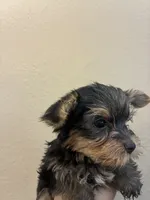 Lola, a female Yorkshire Terrier for sale in Victorville, CA – 5 of 5