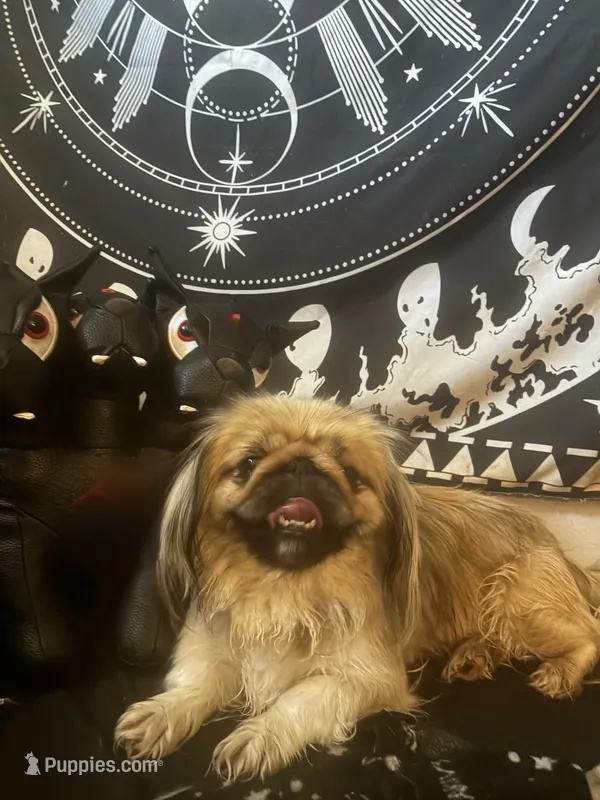 Princess Ming – Pekingese puppy for sale in Victorville, CA