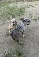 Dior, a female French Bulldog for sale in Victorville, CA – 6 of 7