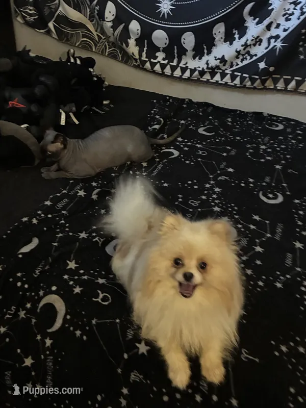 Benny – Pomeranian puppy for sale in Victorville, CA