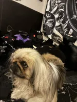 Princess Ming, a female Pekingese for sale in Victorville, CA – 4 of 7