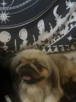 Princess Ming, a female Pekingese for sale in Victorville, CA – 6 of 7
