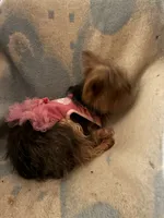 Coco Chanel with CKC, a female Yorkshire Terrier for sale in Victorville, CA – 2 of 4