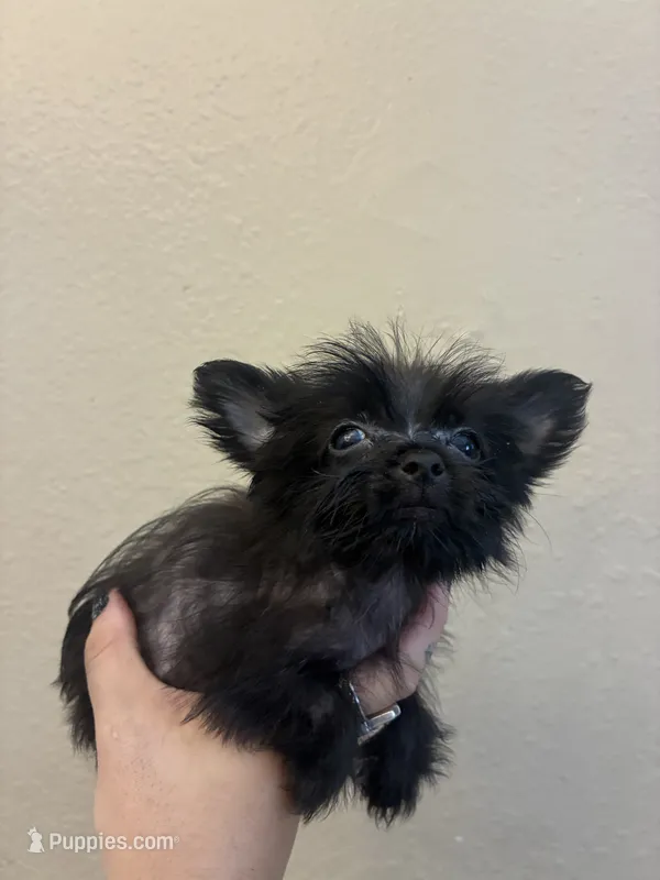 Mina  – Pomeranian, Yorkshire Terrier puppy for sale in Victorville, CA