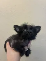 Mina , a female Pomeranian and Yorkshire Terrier for sale in Victorville, CA – 1 of 1