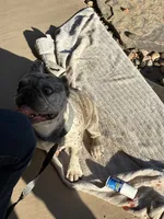 Dior, a female French Bulldog for sale in Victorville, CA – 2 of 7