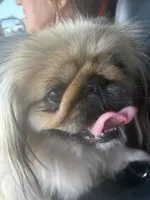 Princess Ming, a female Pekingese for sale in Victorville, CA – 7 of 7