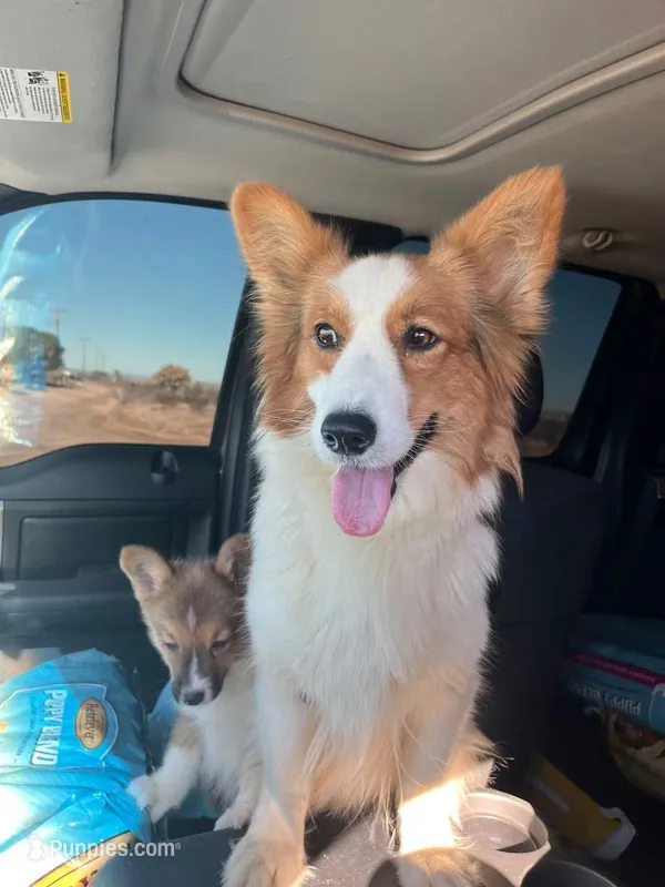 Kira  – Pembroke Welsh Corgi puppy for sale in Victorville, CA