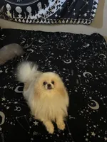 Benny, a male Pomeranian for sale in Victorville, CA – 2 of 2