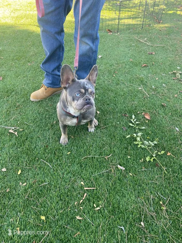Versace – French Bulldog puppy for sale in Victorville, CA