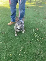 Versace, a female French Bulldog for sale in Victorville, CA – 1 of 1