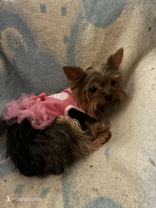 Coco Chanel with CKC – Yorkshire Terrier puppy for sale in Victorville, CA