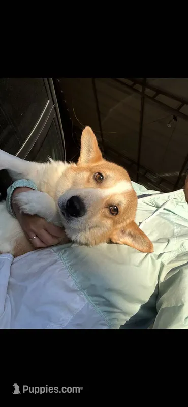 Toby  – Pembroke Welsh Corgi puppy for sale in Victorville, CA