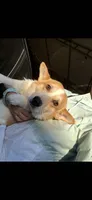 Toby , a male Pembroke Welsh Corgi for sale in Victorville, CA – 1 of 2