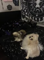 Princess Ming, a female Pekingese for sale in Victorville, CA – 5 of 7