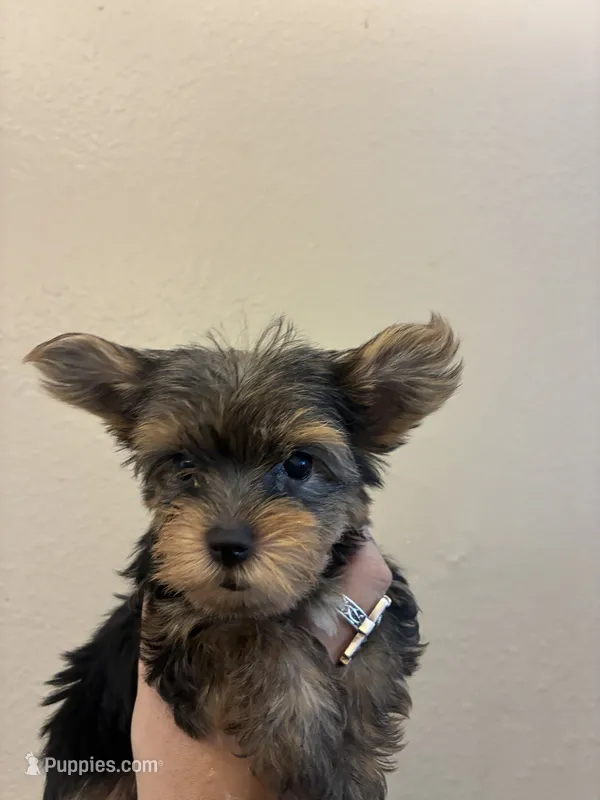 Bentley  – Yorkshire Terrier puppy for sale in Victorville, CA