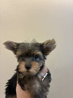 Bentley , a male Yorkshire Terrier for sale in Victorville, CA – 1 of 3