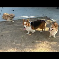 Kira , a female Pembroke Welsh Corgi for sale in Victorville, CA – 2 of 4