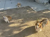 Toby , a male Pembroke Welsh Corgi for sale in Victorville, CA – 5 of 5