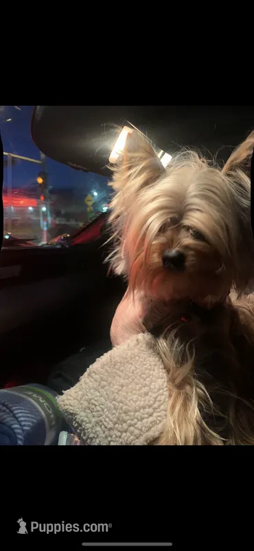 Mr. Cutie Pie with CKC papers – Yorkshire Terrier puppy for sale in Victorville, CA