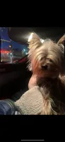 Mr. Cutie Pie with CKC papers, a male Yorkshire Terrier for sale in Victorville, CA – 1 of 1