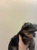 Bentley , a male Yorkshire Terrier for sale in Victorville, CA – 3 of 3