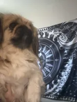 Princess Ming, a female Pekingese for sale in Victorville, CA – 3 of 7