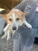 Toby , a male Pembroke Welsh Corgi for sale in Victorville, CA – 2 of 2