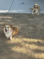 Toby , a male Pembroke Welsh Corgi for sale in Victorville, CA – 4 of 5