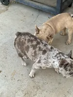 Dior, a female French Bulldog for sale in Victorville, CA – 3 of 7