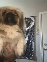 Princess Ming, a female Pekingese for sale in Victorville, CA – 2 of 7