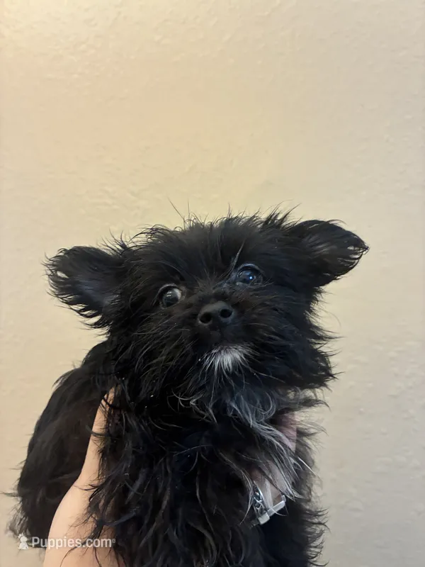 Toby – Pomeranian, Yorkshire Terrier puppy for sale in Victorville, CA