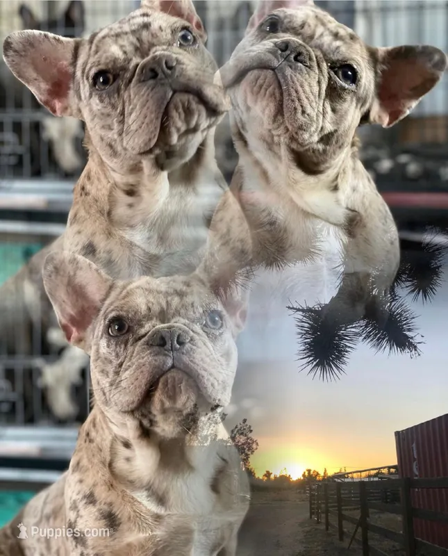 Dior – French Bulldog puppy for sale in Victorville, CA