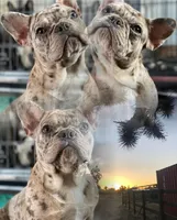 Dior, a female French Bulldog for sale in Victorville, CA – 1 of 7