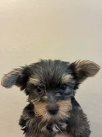 Lola, a female Yorkshire Terrier for sale in Victorville, CA – 4 of 5