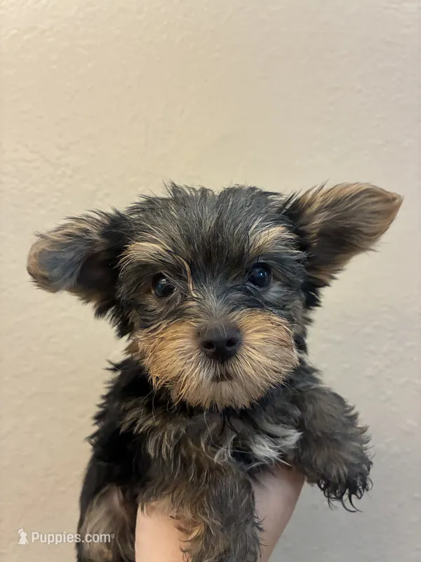 Lola – Yorkshire Terrier puppy for sale in Victorville, CA