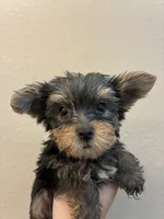 Lola, a female Yorkshire Terrier for sale in Victorville, CA – 1 of 5
