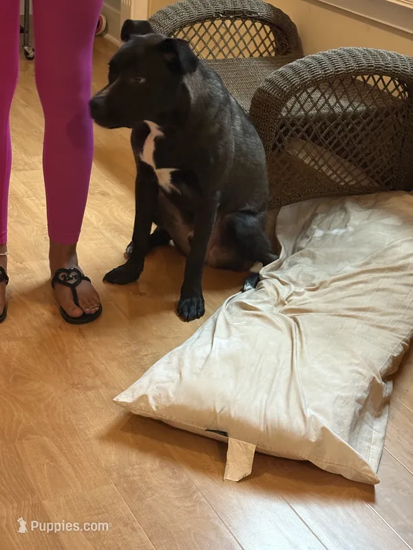 sage, a male American Pit Bull Terrier and Labrador Retriever for sale in Louisville, KY – 1 of 1