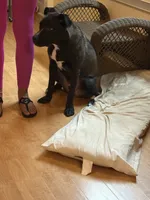 sage, a male American Pit Bull Terrier and Labrador Retriever for sale in Louisville, KY – 1 of 1