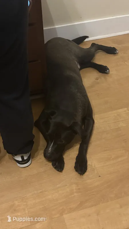 sage – American Pit Bull Terrier, Labrador Retriever puppy for sale in Louisville, KY