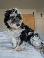 Stormy, a female Aussiedoodle and Goldendoodle for sale in Calimesa, CA – 1 of 4