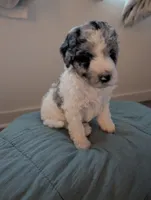 Shabby, a female Aussiedoodle and Goldendoodle for sale in Calimesa, CA – 2 of 5