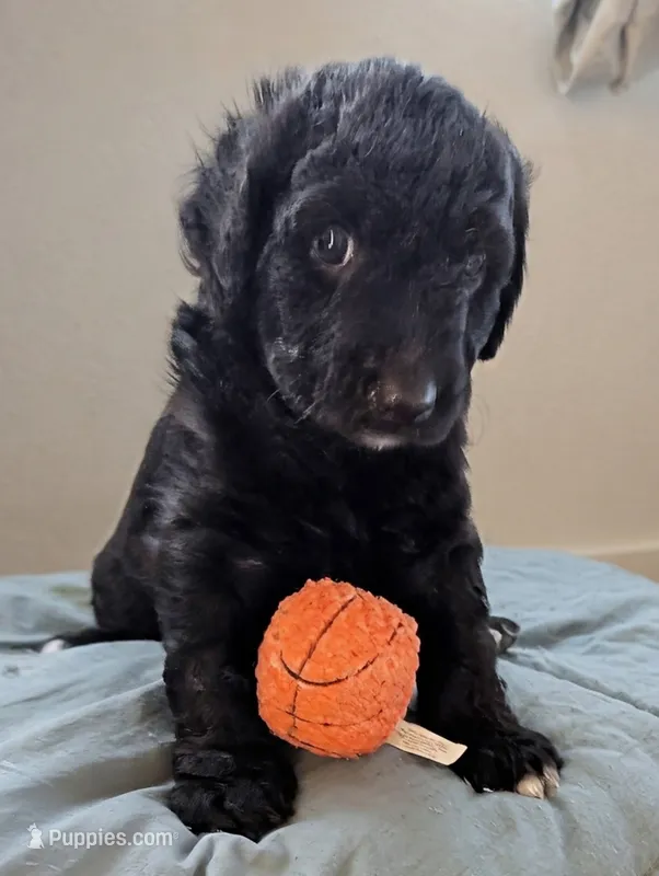 Salem  – Aussiedoodle, Goldendoodle puppy for sale in Calimesa, CA