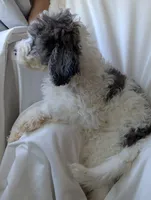 Bunny, a female Aussiedoodle and Goldendoodle for sale in Calimesa, CA – 4 of 5