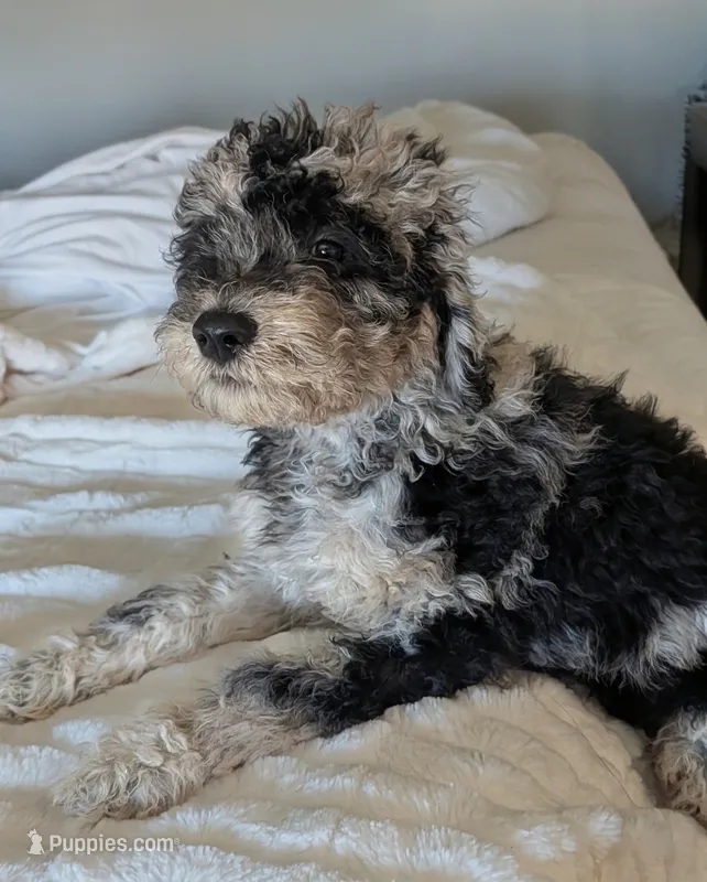 Stormy – Aussiedoodle, Goldendoodle puppy for sale in Calimesa, CA