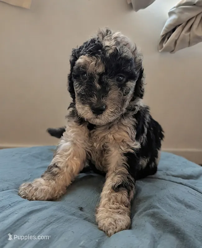 Stormy – Aussiedoodle, Goldendoodle puppy for sale in Calimesa, CA