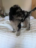 Stormy, a female Aussiedoodle and Goldendoodle for sale in Calimesa, CA – 2 of 4