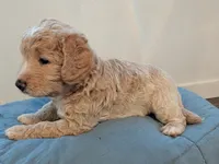 Dolly, a female Aussiedoodle and Goldendoodle for sale in Calimesa, CA – 2 of 3